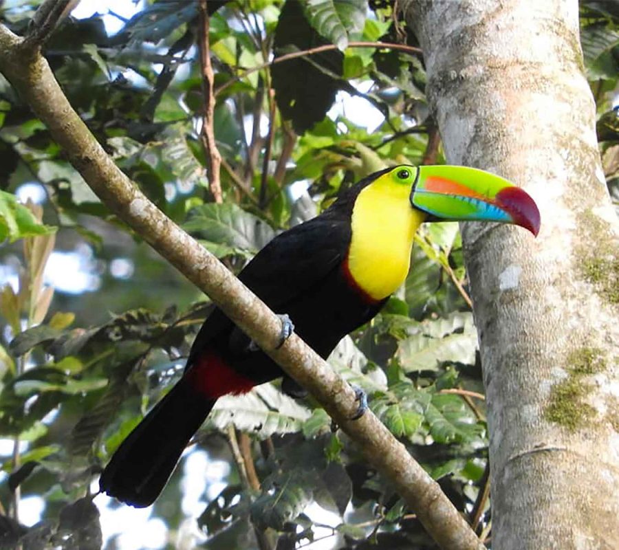 Matagalpa: Mountains and the Aroma of Coffee
